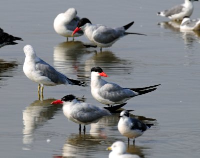 Terns, Caspian
