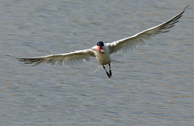 Tern, Caspian