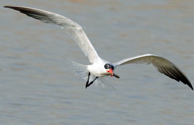 Tern,  Caspian