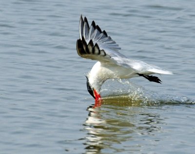 Tern,  Caspian