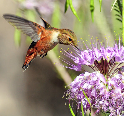 Hummingbird, Rufous