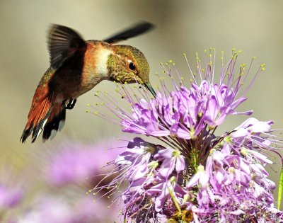 Hummingbird, Rufous