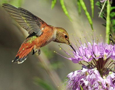 Hummingbird, Rufous