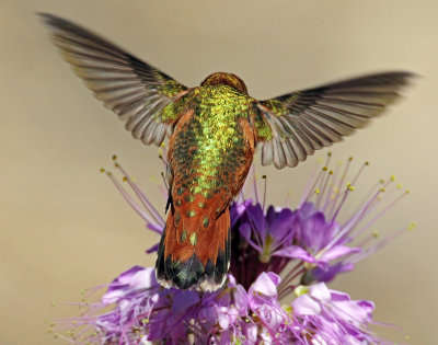 Hummingbird, Rufous