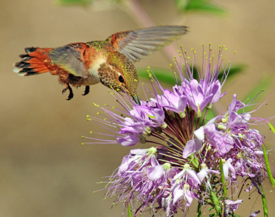 Hummingbird, Rufous