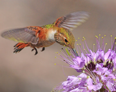 Hummingbird, Rufous