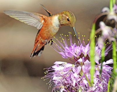 Hummingbird, Rufous