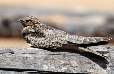 Nighthawk, Common