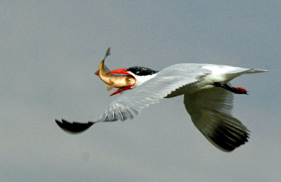 Tern's, Caspian (Aug, 31, 2012)