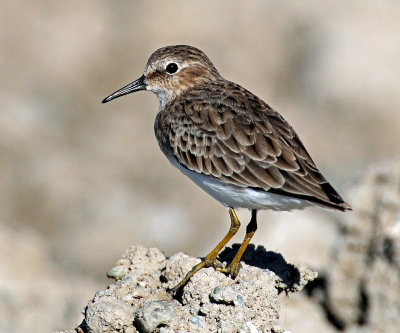 Sandpipers, Least