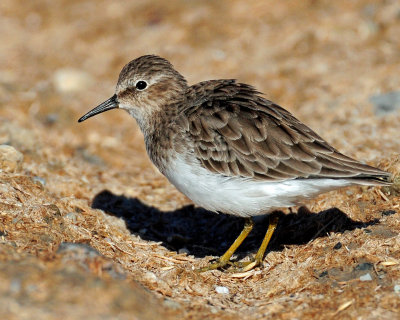 Sandpiper's, Least