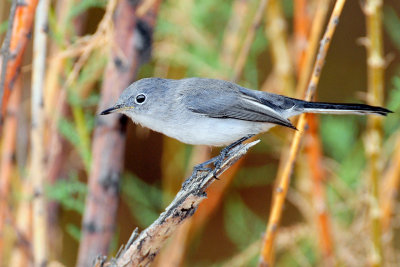 Gnatcatcher, Blue-gray (Sept. 2, 2012)
