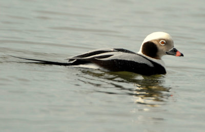 Duck Long-tailed D-024.jpg