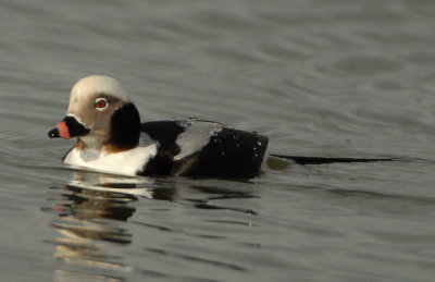 Duck Long-tailed D-028.jpg