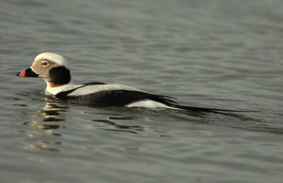 Duck Long-tailed D-029.jpg