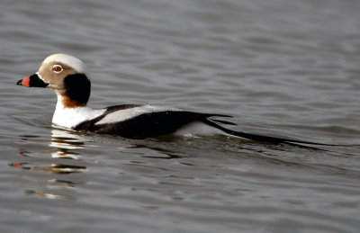 Duck Long-tailed D-030.jpg