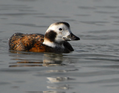 Duck Long-tailed D-035.jpg