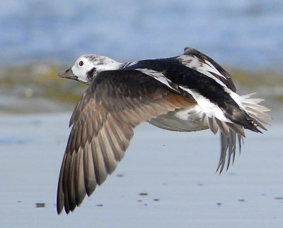 Duck Long-tailed D-015.jpg