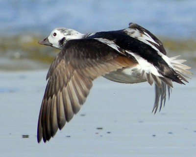 Duck Long-tailed D-014.jpg