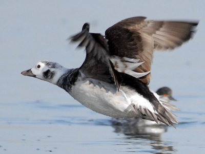 Duck Long-tailed D-013.jpg