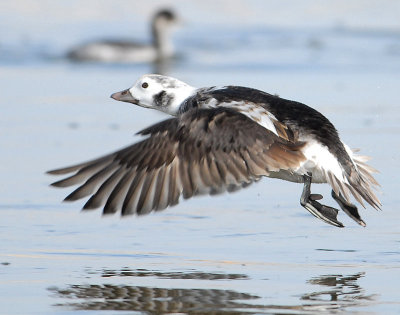 Duck Long-tailed D-012.jpg
