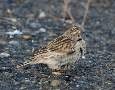 Longspur Chestnut collaredD-007.jpg