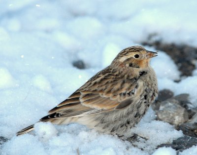 Longspur, Chestnut-collered