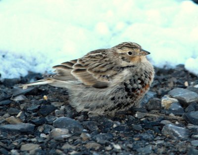 Longspur Chestnut collaredD-008.jpg