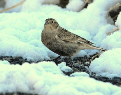 Longspur Chestnut collaredD-004.jpg