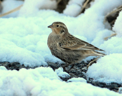 Longspur Chestnut collaredD-003.jpg