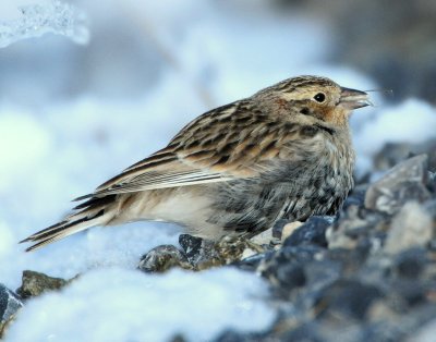 Longspur Chestnut collaredD-022.jpg