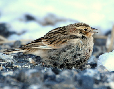 Longspur Chestnut collaredD-025.jpg