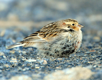 Longspur Chestnut collaredD-029.jpg