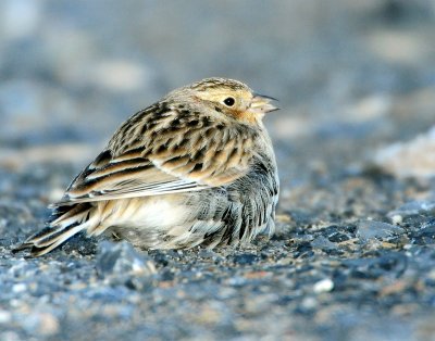 Longspur Chestnut collaredD-031.jpg