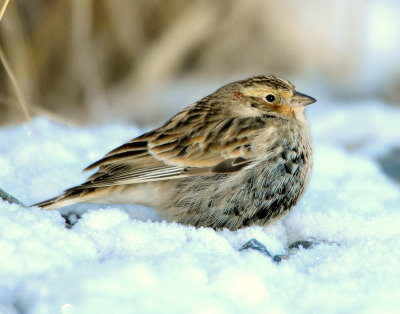 Longspur Chestnut collaredD-032.jpg