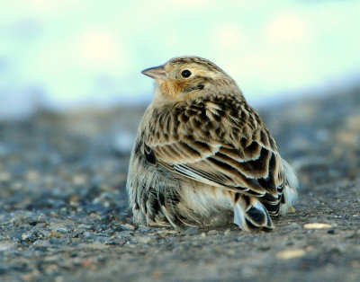 Longspur Chestnut collaredD-034.jpg