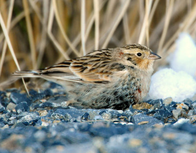 Longspur Chestnut collaredD-042.jpg