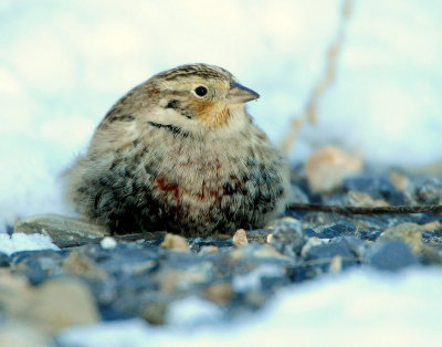 Longspur Chestnut collaredD-044.jpg