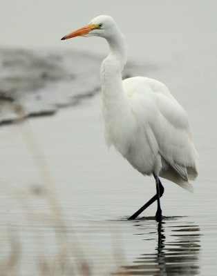 Egret Great D-021.jpg