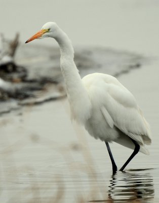 Egret Great D-022.jpg