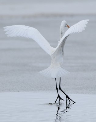 Egret Great D-026.jpg