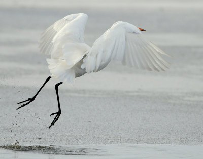 Egret Great D-029.jpg