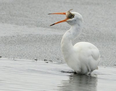 Egret Great D-034.jpg