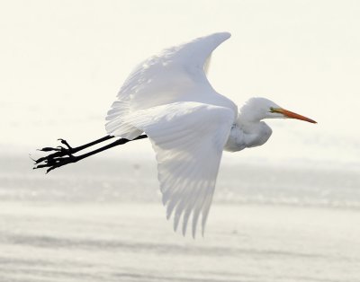 Egret Great D-047.jpg