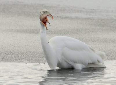 Egret Great D-040.jpg