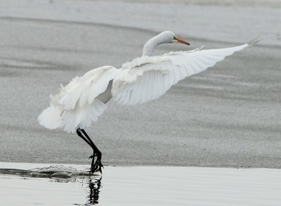 Egret Great D-039.jpg