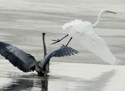 Egret Great D-036.jpg