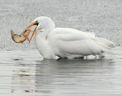 Egret Great D-019.jpg