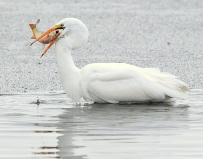 Egret Great D-018.jpg