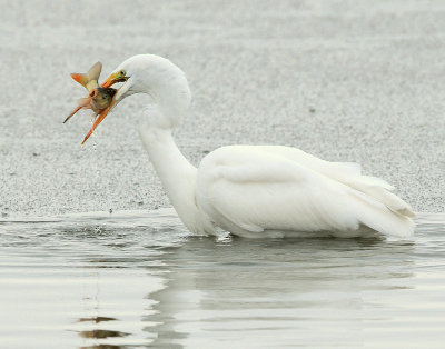 Egret Great D-017.jpg